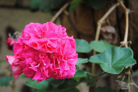 Beautiful Beautiful Flowers Flower Flowers Garden Nature Pink