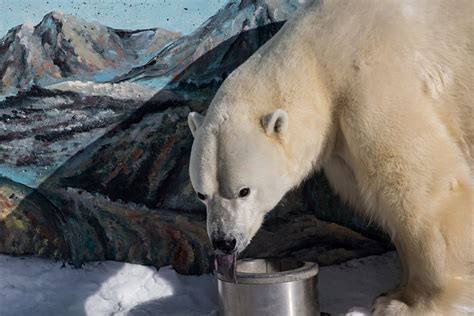 Polar bear feeding, Aquarium de Quebec.