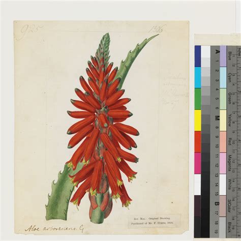 Aloe Arborescens Mill Plants Of The World Online Kew Science