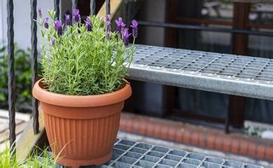 Growing Lavender In Pots A How To Guide Garden Design