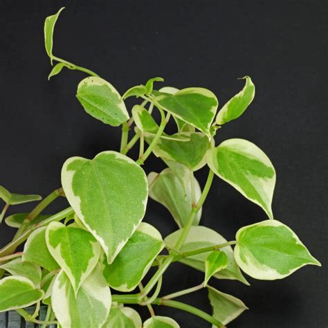 Cupid Peperomia Peperomia Scandens Variegata