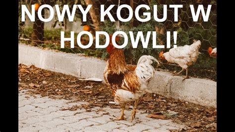 Odcinek 1328 Nowy Kogut W Hodowli Drobiu Jak Sie Nim ZajmowaĆ Porady