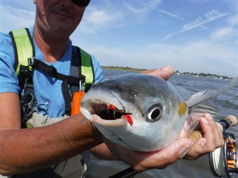 Grey Mullet An Introduction Angling Trust