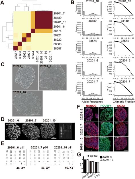 Figures And Data In Efficient Generation Of Marmoset Primordial Germ