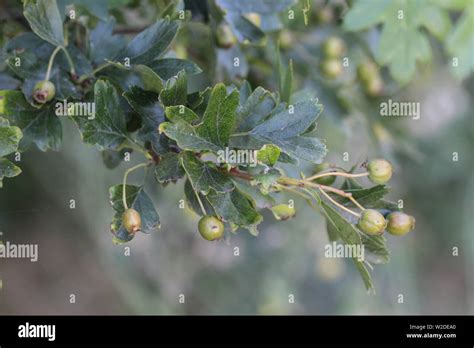 Crataegus Monogyna Autumn Leaf High Resolution Stock Photography And