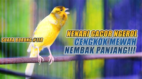 Suara Burung Kenari Gacor Panjang Ini Cocok Untuk Masteran Kenari