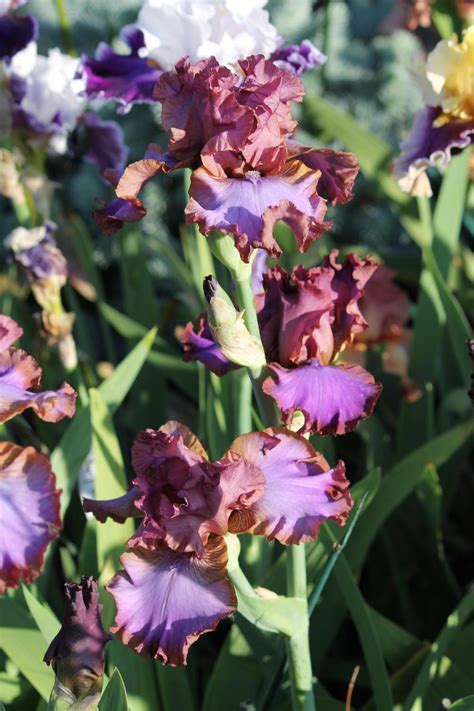 Photo Of The Bloom Of Tall Bearded Iris Iris Strut Your Stuff