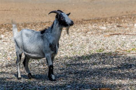 African Pygmy Goat Stock Photo Image Of Farmyard Billy 23801260