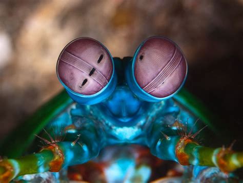 Mantis Shrimp Wallpapers Wallpaper Cave