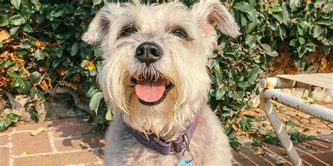 Cuántos años vive un Schnauzer Miniatura Vimar Alfambra