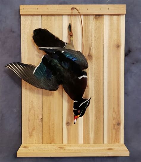 Wood Duck Mounts Drake Wood Duck Mount Texas Waterfowl Mounts