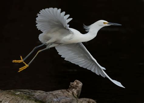 Meet The Snowy Egret Sacramento Audubon Society