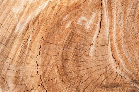 Stump Of Tree Felled Section Of The Trunk Stock Image Image Of