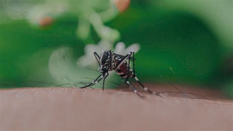 Dile Adi S A Los Mosquitos Trucos Caseros Para Deshacerte De Este