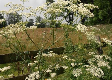 Poison Hemlock Identification And Management University Of Maryland Extension