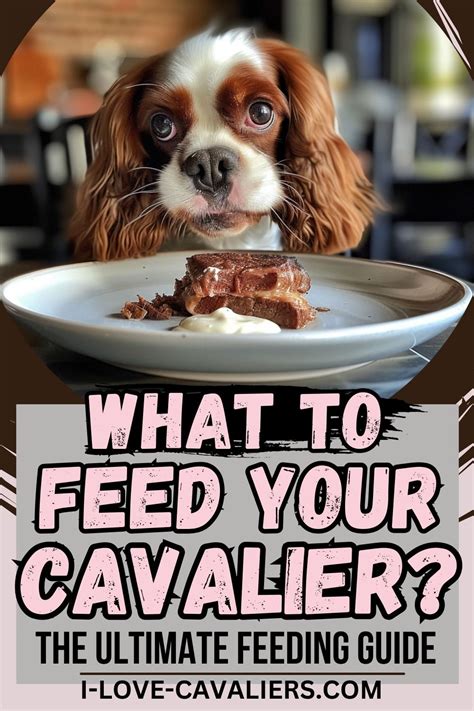 The Ultimate Cavalier King Charles Spaniel Feeding Guide Artofit