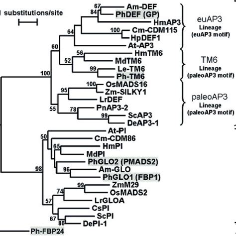 Neighbor Joining Tree Of B Class Mads Box Genes From P Hybrida