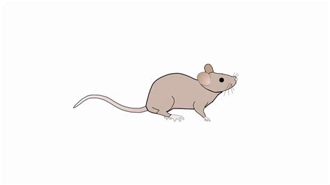 Marsh Rice Rat Clip Art Library