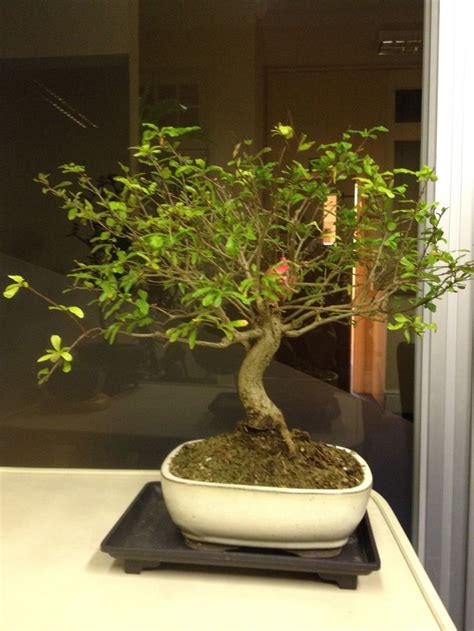 A Pomegranate Bonsai Tree With One Remaining Pomegranate From Last Year S Crop Great T For