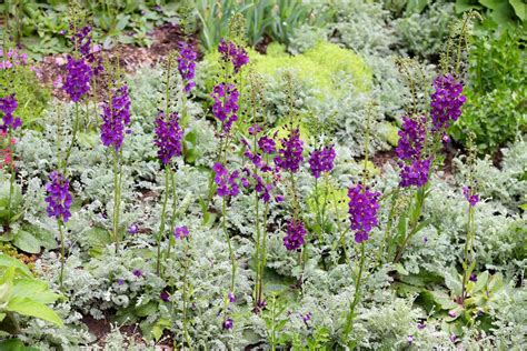 How to Grow and Care for Mullein