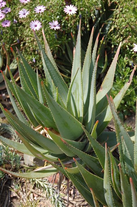 Aloe Succotrina Aloe Garden Center Marketing