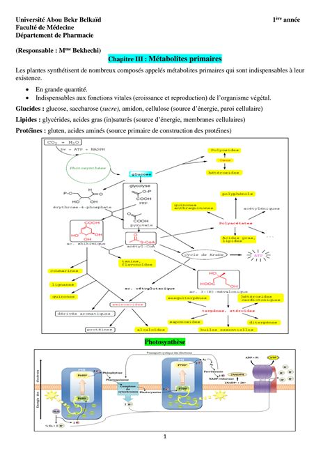 SOLUTION Metabolisme Primaire Studypool