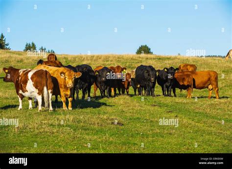 Rear Cattle Hi Res Stock Photography And Images Alamy