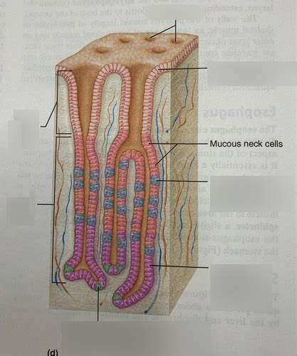 Bi Lab Image Mucosa Cells Diagram Quizlet