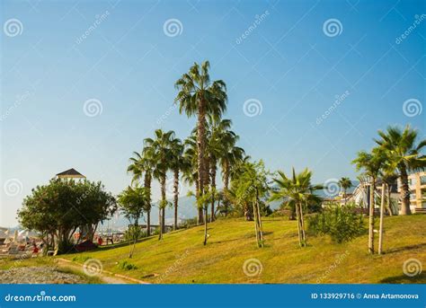 Tropical Paradisethe Area In Front Of The Beach With Palm Trees