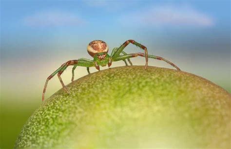 Ragno Pi Velenoso Al Mondo Cosa Accadrebbe Se Lo Mangiassi