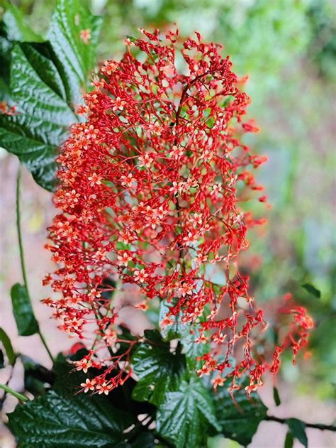 Discover The Blossoming Beauty 16 Unique Clerodendrum Varieties To