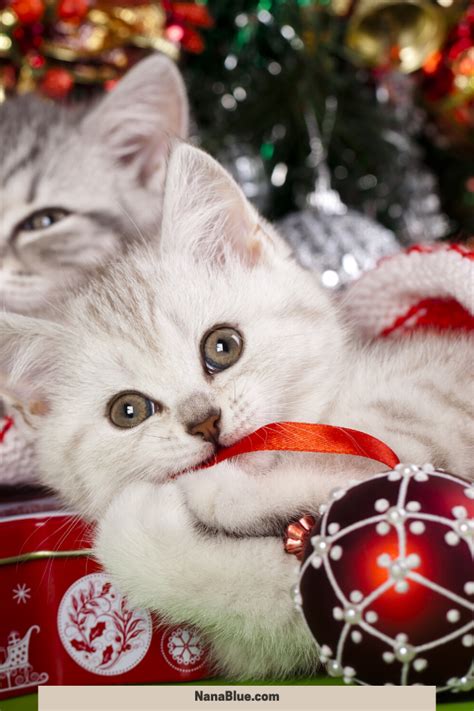 27 Christmas Cats To Add To Your Holiday Cheer Christmas Cats Cat