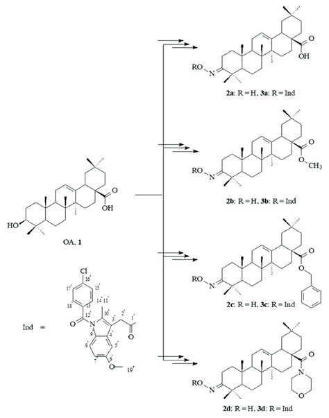 Scheme Synthesis Of Oleanolic Acid Oximes A D And Their