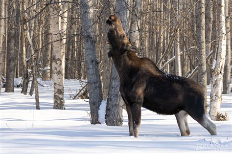 Winter Moose – Wilder Alaska – Teklanika Photography Field Journal