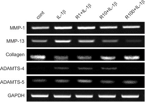 Effect Of Resveratrol On The Gene Expression Of Mmp Mmp