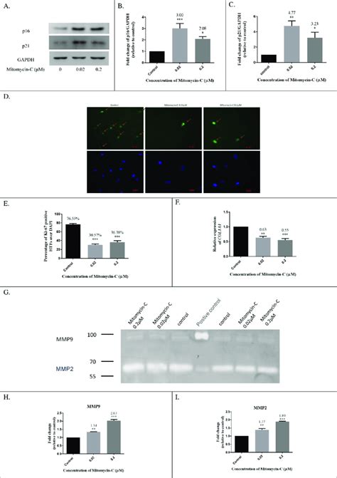 Biomarker Performance In Low Dose Mitomycin C MMC Induced Senescent