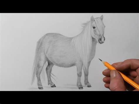 How To Draw A Shetland Pony Pencil Drawing For Beginners Videos For