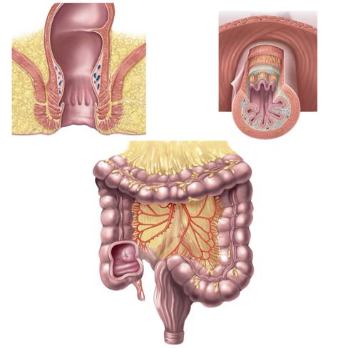 The Colon Rectum Anus And Defecation Diagram Quizlet