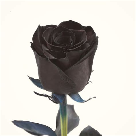 Black Roses Do They Exist Naturally Article Onthursd