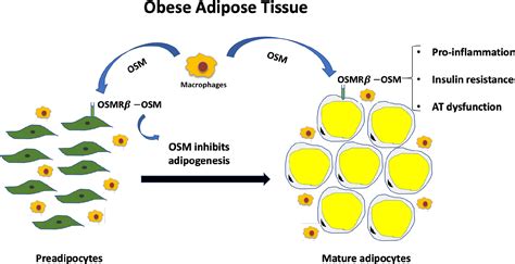 Frontiers Adipocyte Oncostatin Receptor Regulates Adipose Tissue