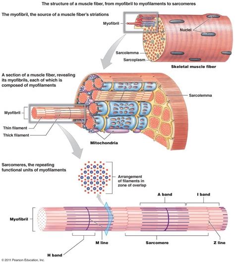 Diagram Of Muscle Cell Structure Muscle Skeletal Cell Mitoch