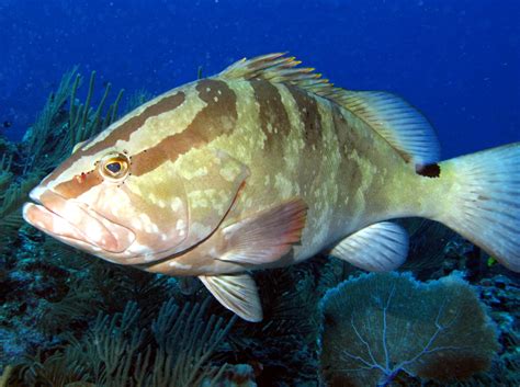 Nassau Grouper Epinephelus Striatus Belize Photo Tropical Reefs