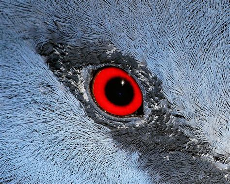 Gambar : alam, burung, hewan, paruh, merapatkan, tubuh manusia, mata ...