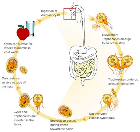 Giardia Lamblia Cyst Diagram