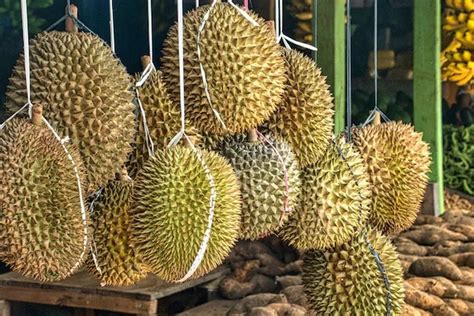 Daerah Penghasil Durian Terbesar Di Sumatera Utara Juaranya Tembus