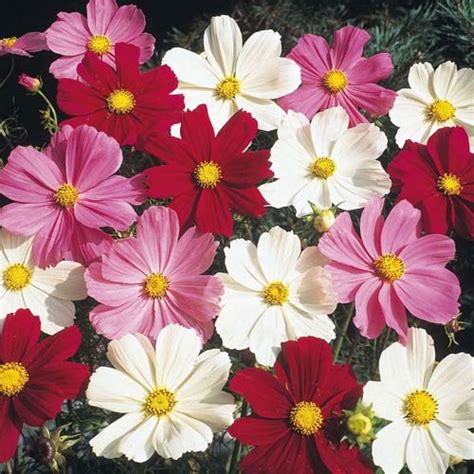 Schmuckk Rbchen Cosmea Dwarf Mix Samen Bestellen Chili Shop De