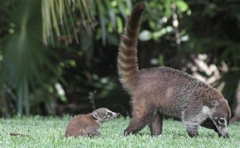 10 Animais Da Mata Atlântica