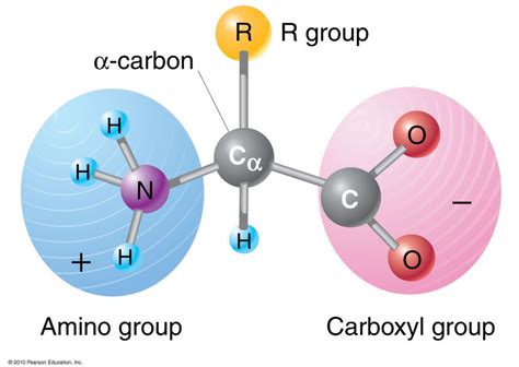 Structure Of Amino Acids Proteins Diagram Quizlet