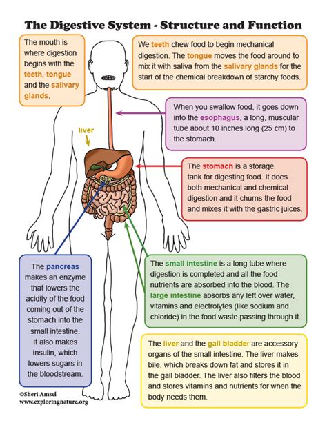 Digestive System Structure Function Nursing School Lessons Nbkomputer