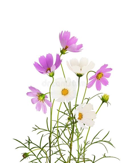 Purple And White Cosmos Flowers Isolated Stock Photo Image Of Detail